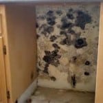 mold behind refrigerator