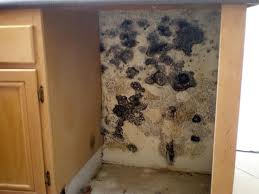 Can Mold Grow in Your Refrigerator? - My Pure Environment