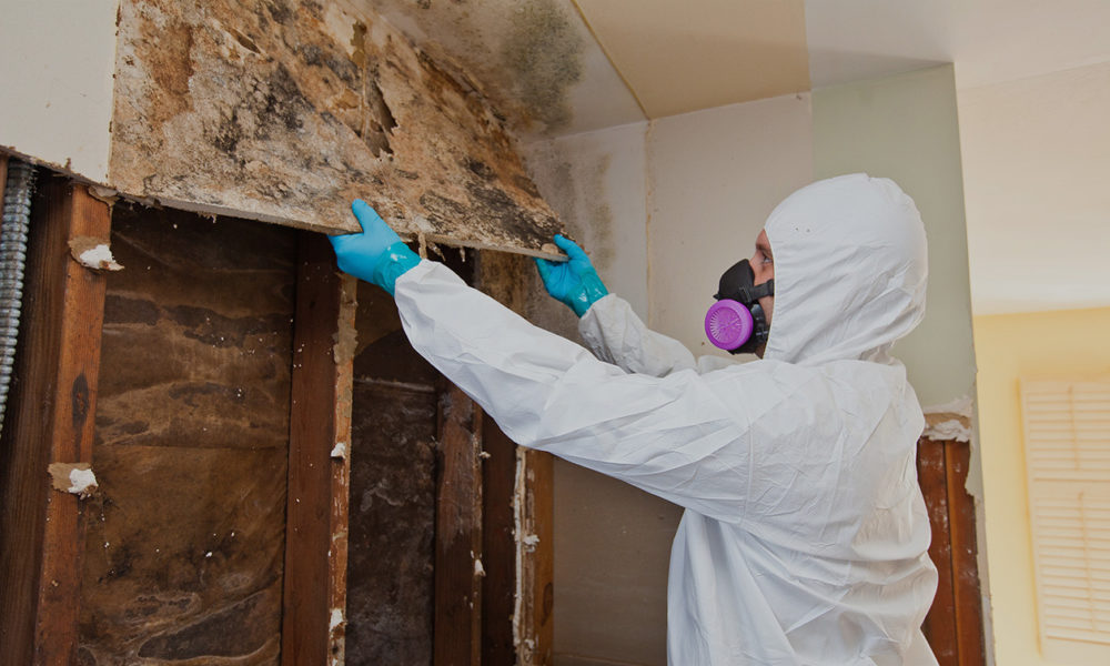 Moldbusters is the #1 mold removal service on Long Island and the Hamptons