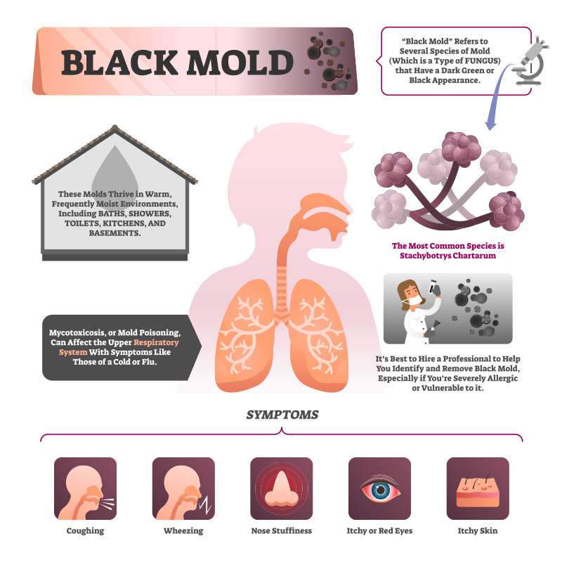 What homeowners need to know about toxic mold exposure