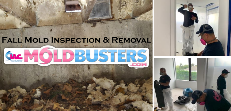 Guest Post - Mold Inspection & Remediation Mistakes to Avoid